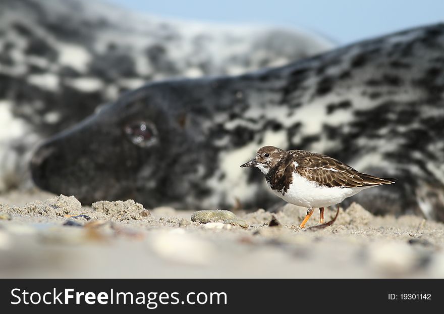 Bird In Front Of The Seal