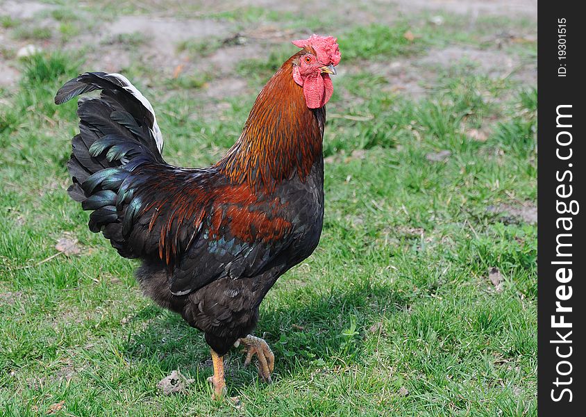 Rooster on bright sunlight and grass background