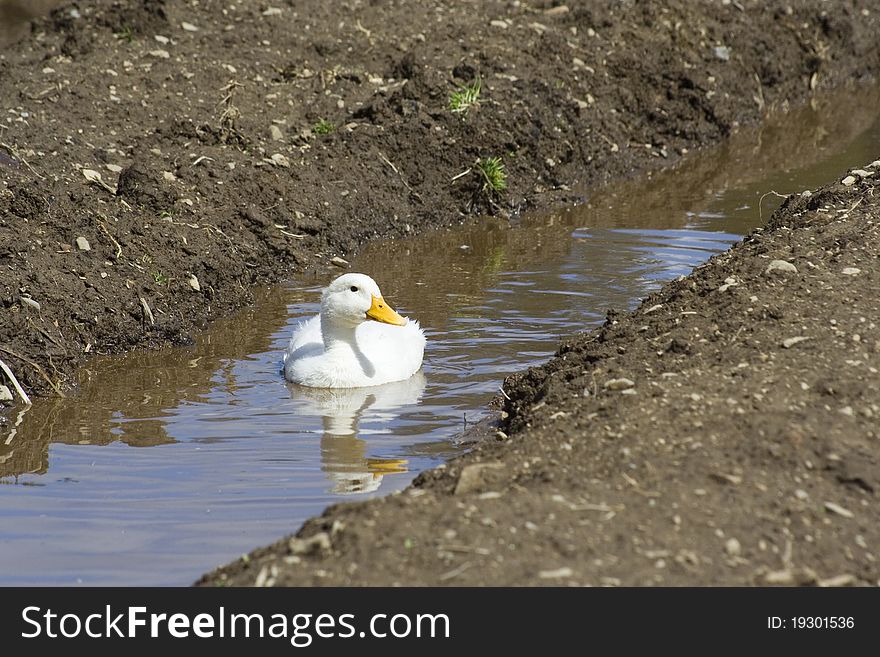 White ducks on farm raised for meat and eggs