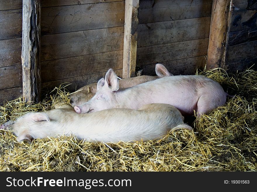 Pigs asleep on hay in barn on farm. Pigs asleep on hay in barn on farm