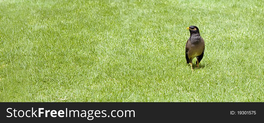 Bird on the green grass. Bird on the green grass