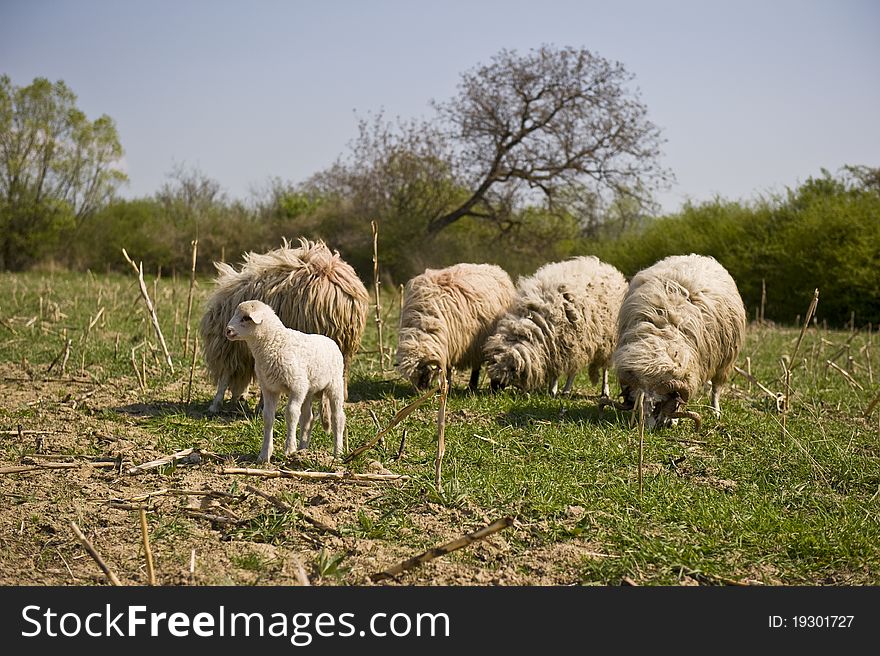 Grazing Sheep and lamb on Green Field
