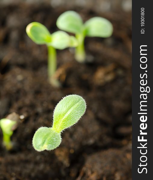 Cucumber sprouts in ground as a background