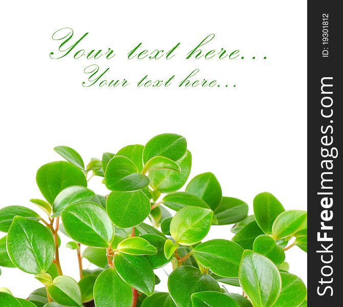 Green leafs isolated with space for text. Green leafs isolated with space for text