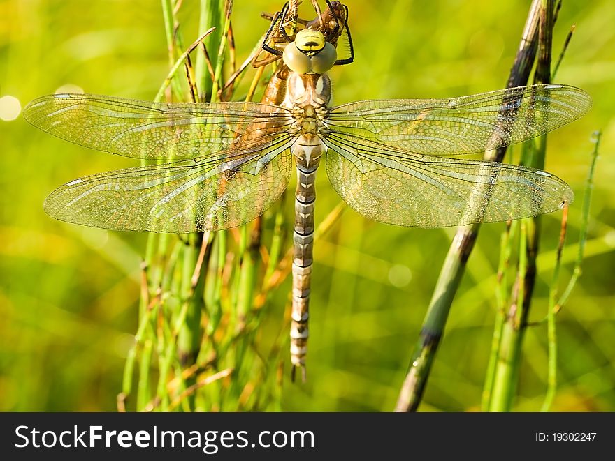 Dragonfly against green grass background