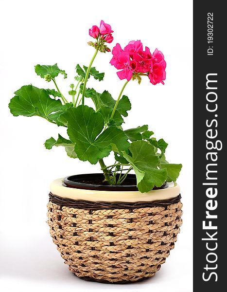 Flower with blossom growing in a flower pot isolated on white background. Flower with blossom growing in a flower pot isolated on white background