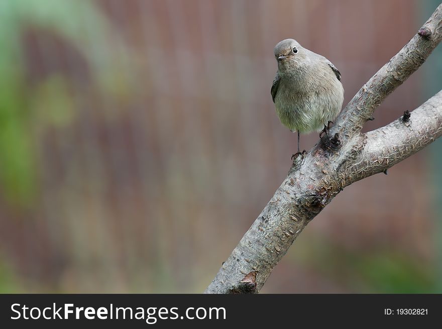 Little bird on the tree, while looking toward the lens