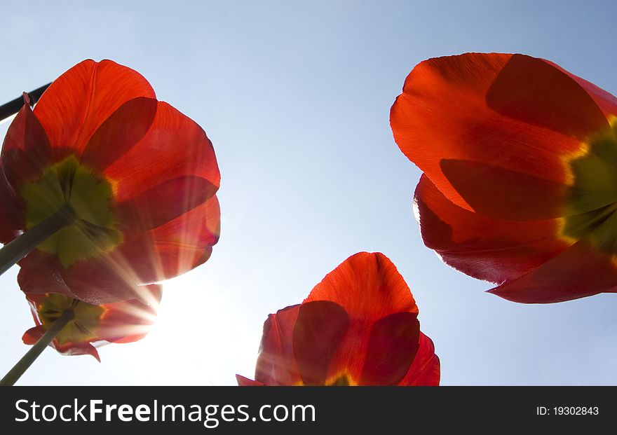 Red tulips with blue sky and sunrays