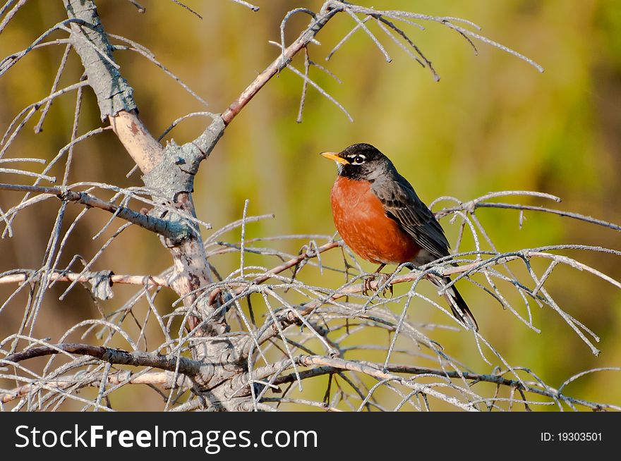 American robin (Turdus migratorius) sits on the bench, natural green and yellow beackground. American robin (Turdus migratorius) sits on the bench, natural green and yellow beackground