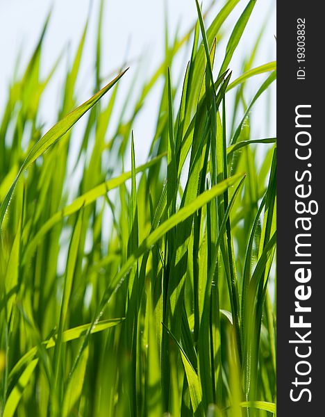 Patch of green grass in the freshness of the morning with high depth of field macro lenses.  Background and ecology concept. Patch of green grass in the freshness of the morning with high depth of field macro lenses.  Background and ecology concept.