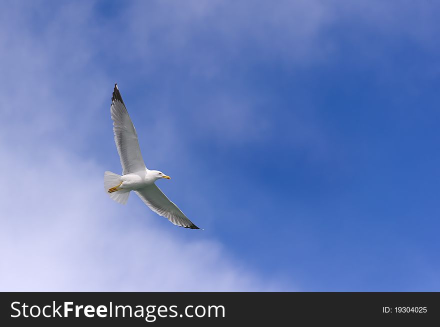 A sea gull fly in the beautiful blue sky. A sea gull fly in the beautiful blue sky
