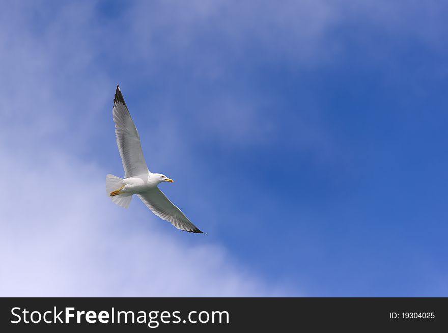 Seagull