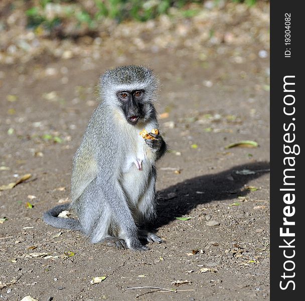 A Vervet Monkey photographed in the wild, South Africa.