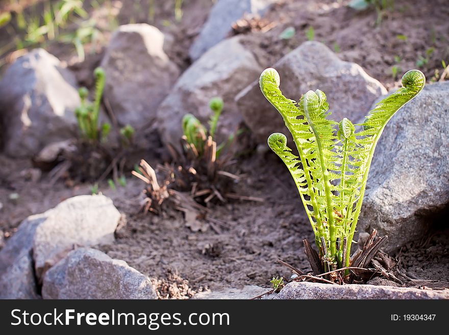 Fern in stones