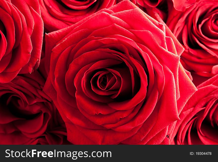 Macro image of red roses background