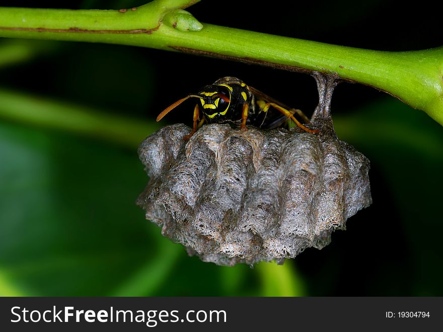 Wasp guarding its nest