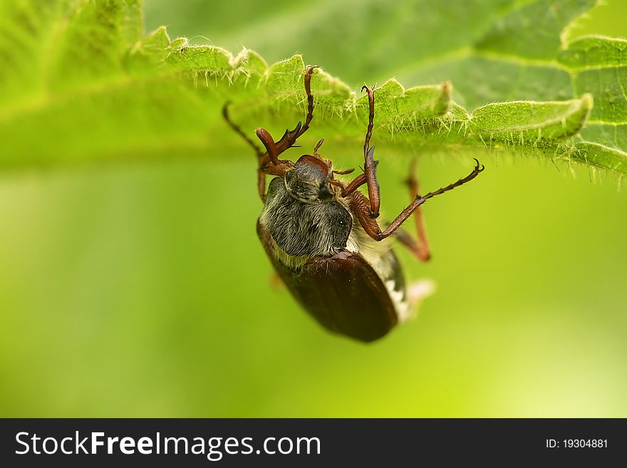 Cockchafer a.k.a may bug, billy witch, or spang beetle on the leaf