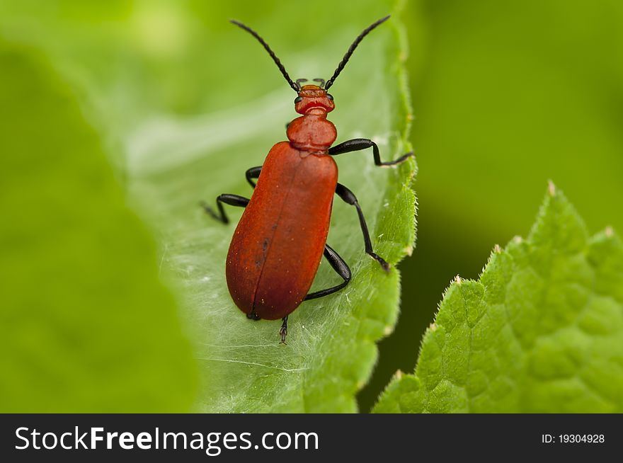Red lily leaf beetle bug