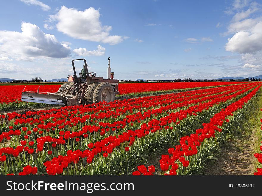 Red tulips fields with farmer on the tractor