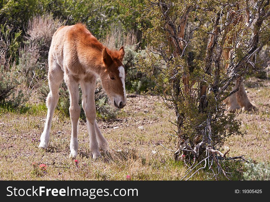 Wild Open Range Foal Horse In Nevada Desert. Wild Open Range Foal Horse In Nevada Desert
