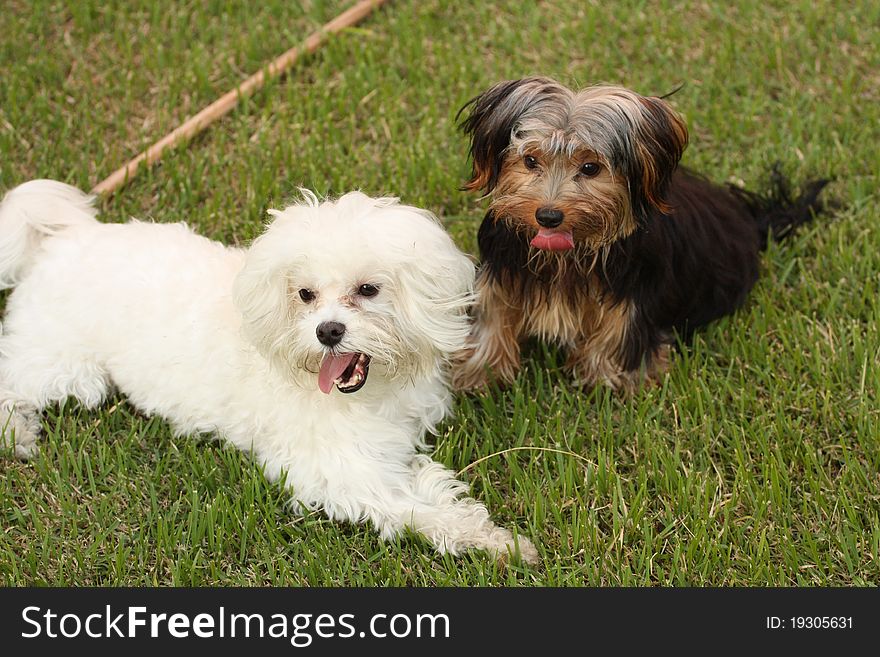 A black dog playing with a white dog. A black dog playing with a white dog.