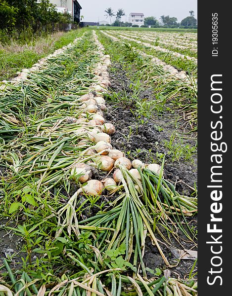 Vegetable onion Harvesting