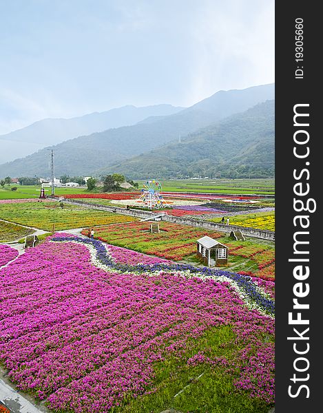 The beautiful colorful flowers garden. The beautiful colorful flowers garden