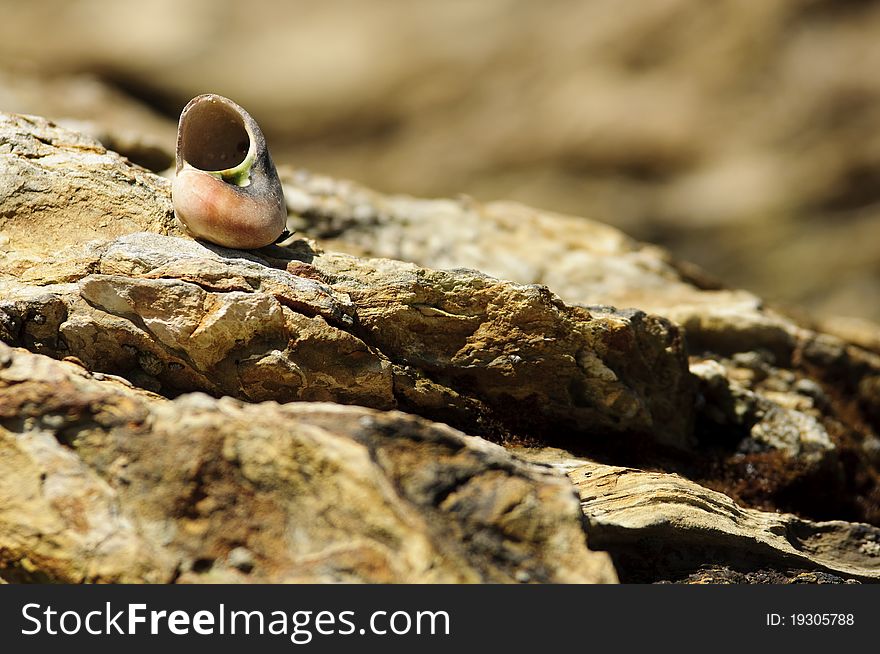 A snail shell sitting on top of a rock formation on the coast of Newport Beach,CA. A snail shell sitting on top of a rock formation on the coast of Newport Beach,CA.