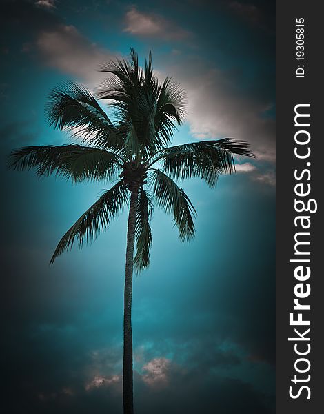 A Coconut Tree  Bright Blue Background