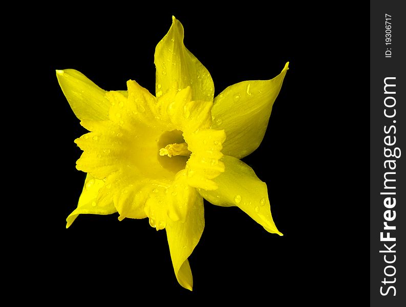 Yellow Daffodil Flower Isolated on Black. Yellow Daffodil Flower Isolated on Black