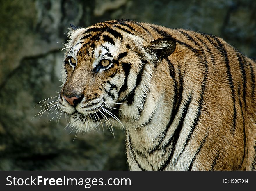 Tiger in the zoo thailand.