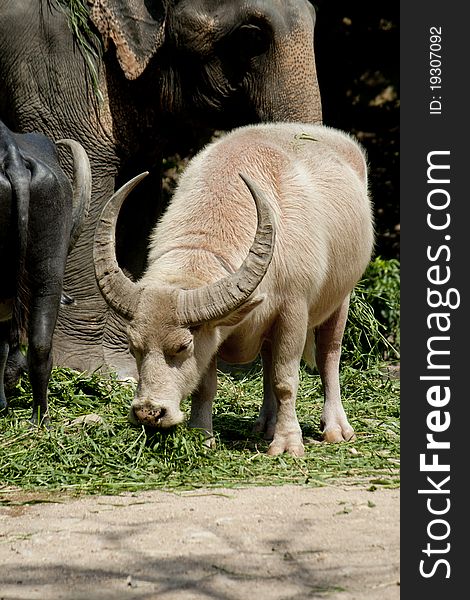 White buffalo in Thailand
