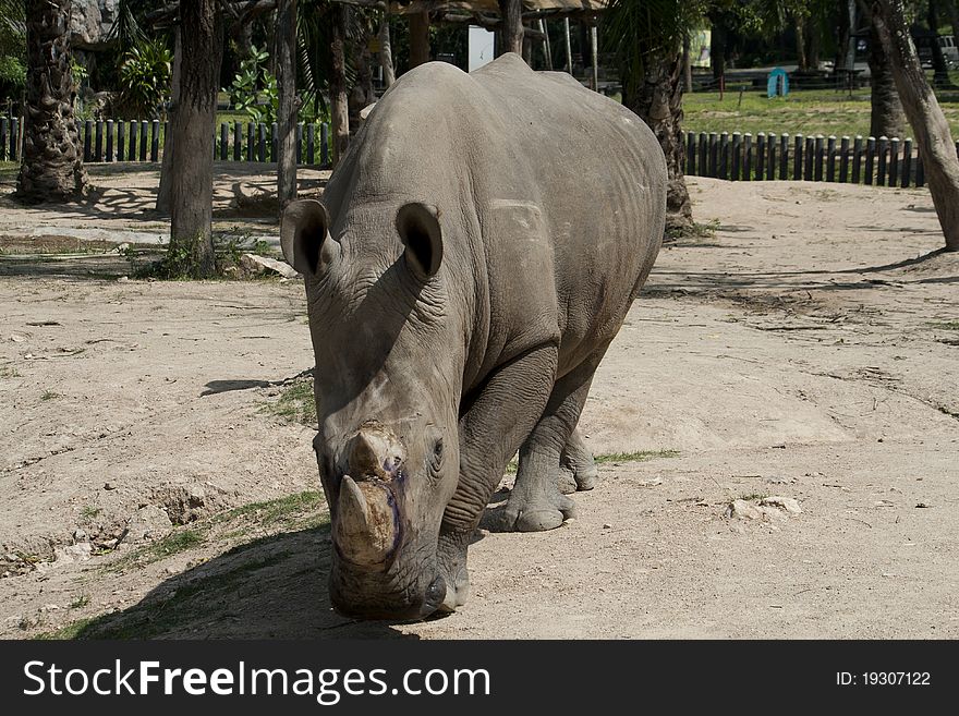Rhinoceros in the zoo Khao Kheow chonburi thailand.