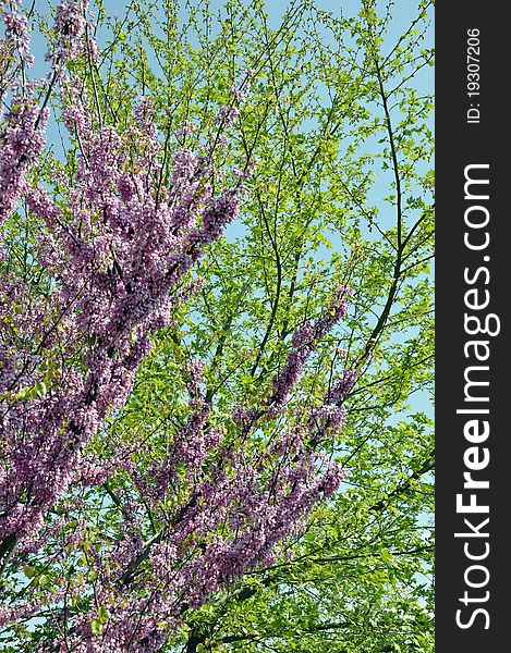 Violet lilac branch in background. Violet lilac branch in background