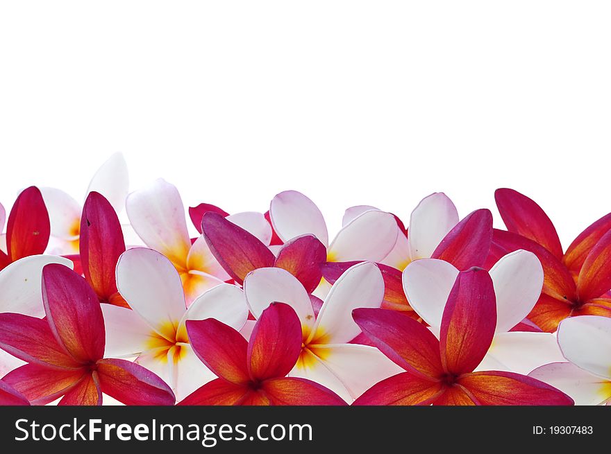 Frangipani or plumeria tropical flower