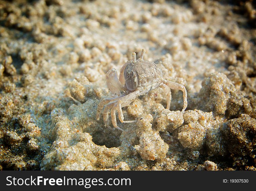 A close up of tiny sand crab camouflage on the beach. A close up of tiny sand crab camouflage on the beach