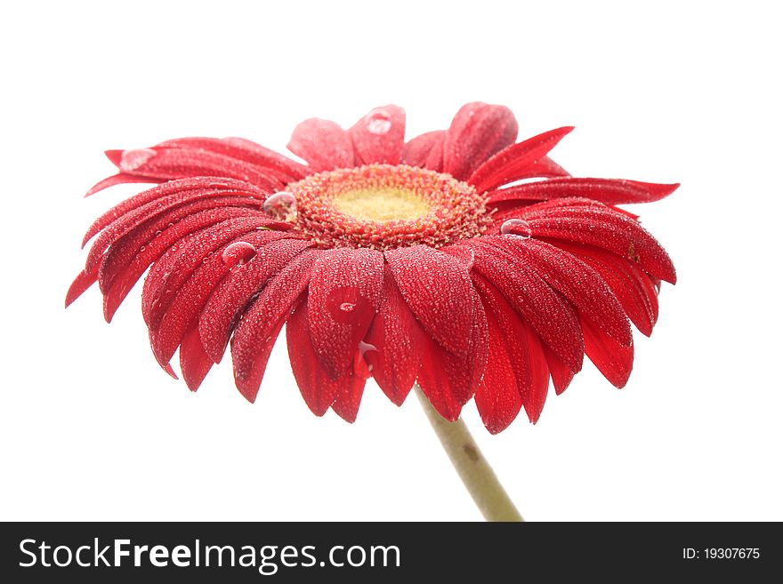 Red gerbera on wight  background, hight ouality 3d render