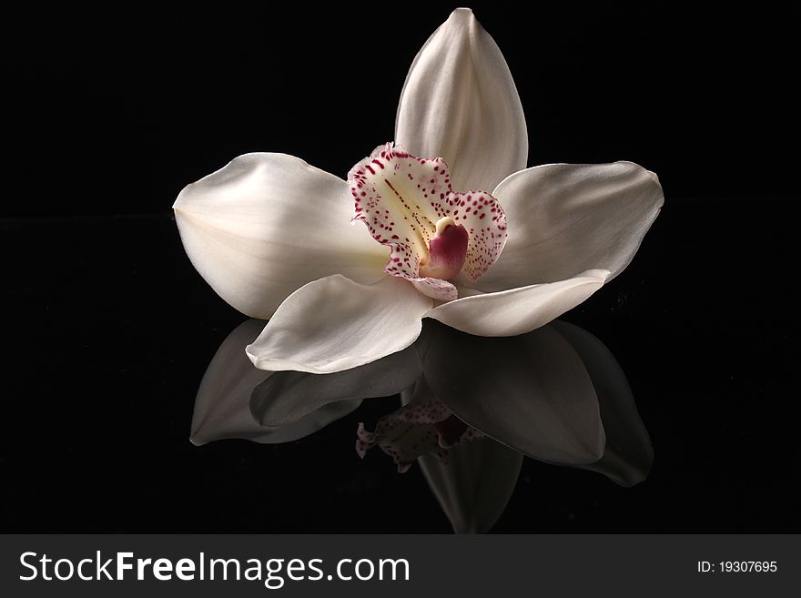Orchid bud on dark background, hight ouality 3d render