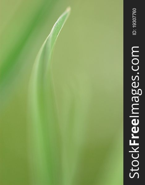 Abstract background of green grass. Abstract background of green grass