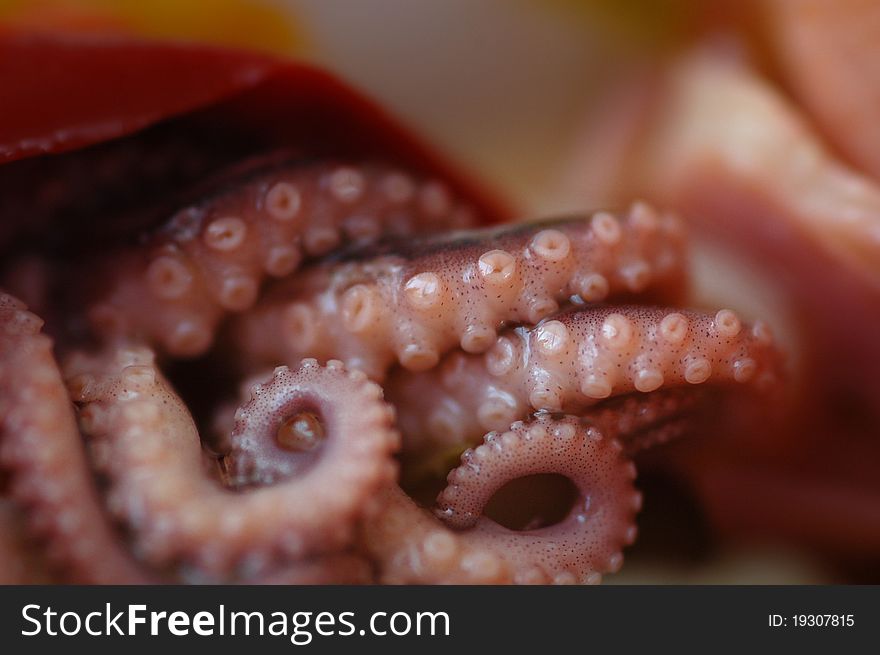 Closeup of an octopus tentacles. Closeup of an octopus tentacles