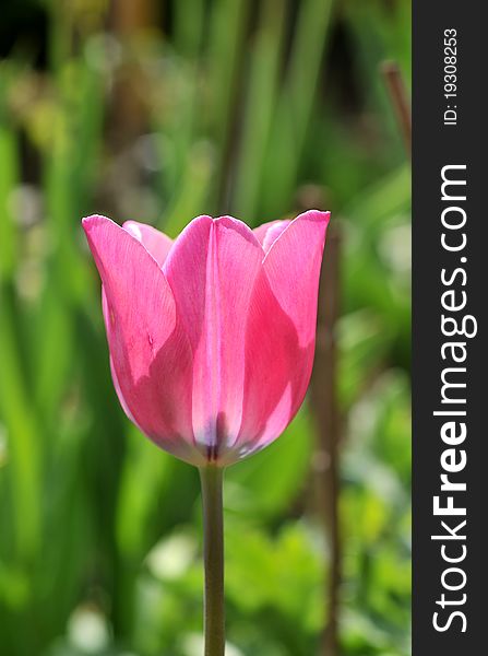 Pink tulip growing in the garden. Pink tulip growing in the garden.