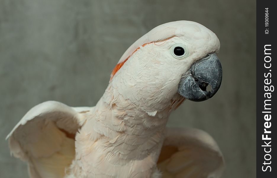 Photo of white beautiful parrot with orange tuft, wild life