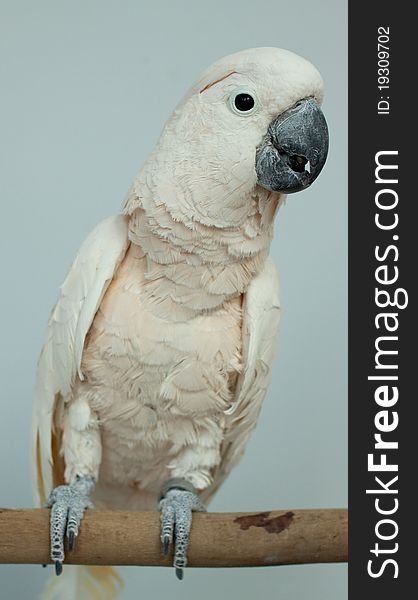 Photo of white beautiful parrot with orange tuft, wild life