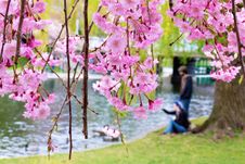 Boston Public Garden Royalty Free Stock Image Boston Public Garden Royalty Free Stock Image