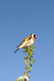Goldfinch  / Carduelis Cardueli Royalty Free Stock Images