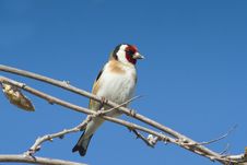 Goldfinch  / Carduelis Cardueli Royalty Free Stock Images
