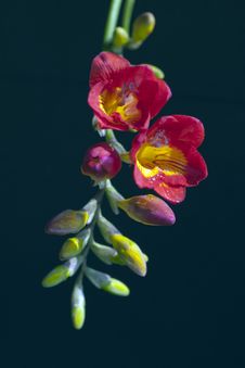Freesia Royalty Free Stock Photography