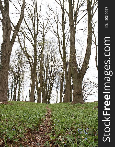 Path in a forest overgrown with grass and wild blue flowers