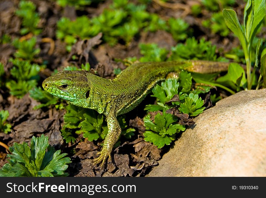 A green lizard on the grass