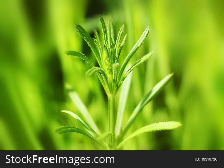 Single sprout on natural green defocused background